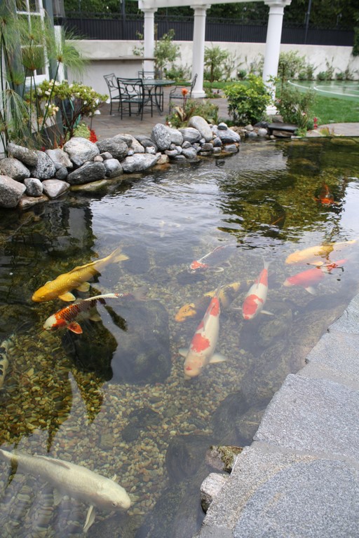 Backyard Pond in West Seattle. Maintenance and Repair performed by Seattle Pond and Fountain