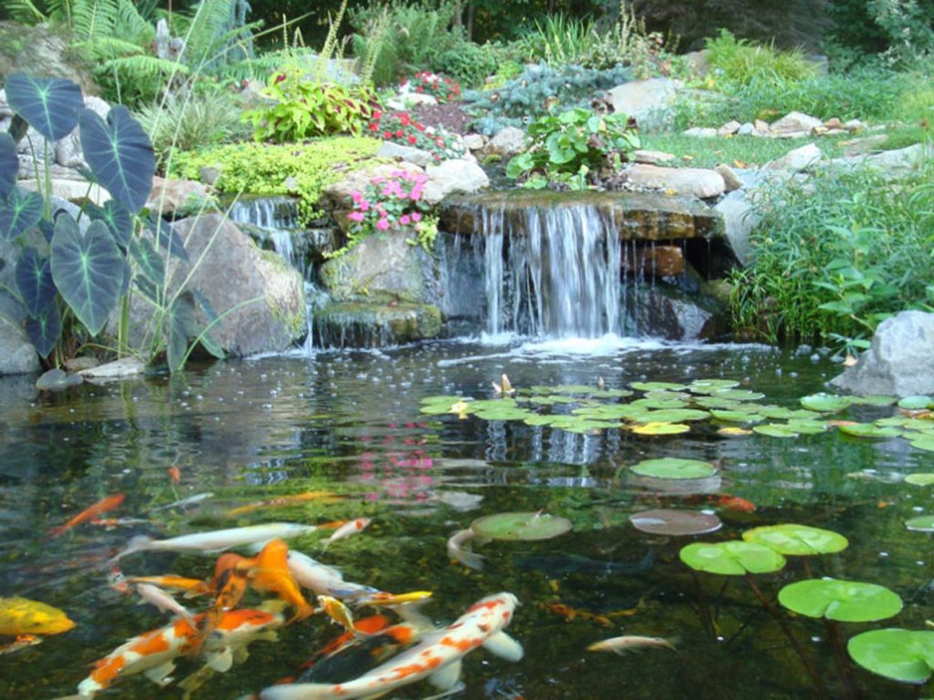 Lake Washington Area residential koi pond with fish. Seattle Pond and Fountian happy customers. Ballard, Queen Anne, Fremont