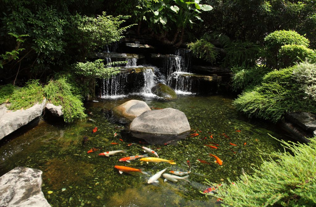 Koi Pond with fish located in Mercer Island, Washington. Beautifully services by Seattle Pond and Fountain