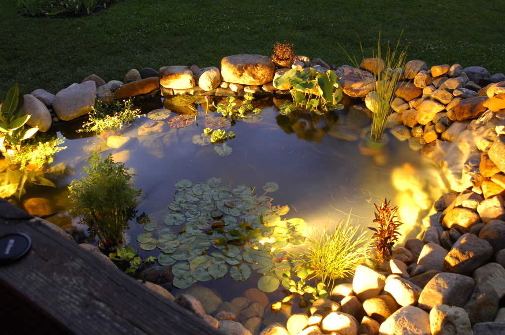 Beautiful Koi Pond with Lighting in Portland, Oregon